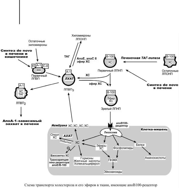 Строение липопротеинов формула. Липопротеины высокой плотности лпвп строение. Лпнп биохимия. Схема метаболизма липопротеидов. Липопротеиды крови классификация.