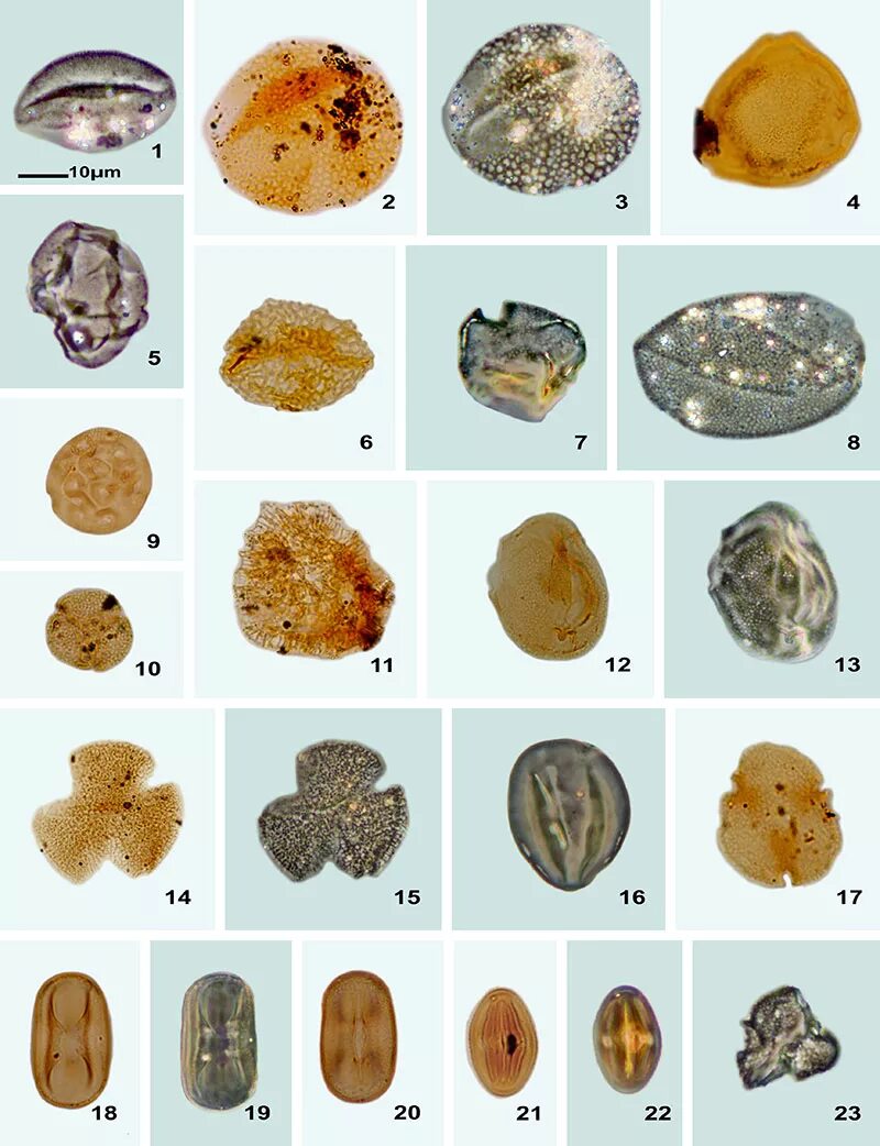 Пыльца и споры. Ископаемая пыльца. Ископаемые споры. Пыльца в ископаемых. Цветовая шкала спор и пыльцы.