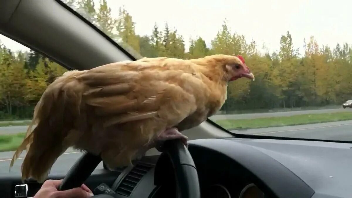 Еду петушки