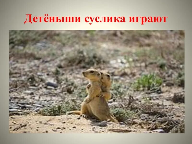 Сообщение на тему суслик. История о сусликах. Интересные факты о сусликах. Крапчатый суслик. Детеныш суслика.