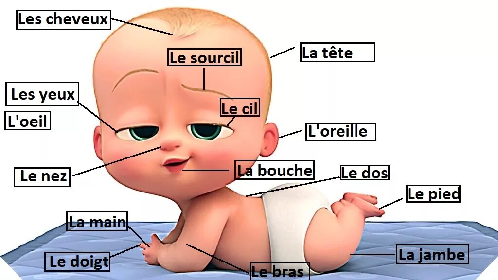 части тела человека на французском языке с переводом. части тела на французском языке. части тела и лица на французском. Le corps на французском языке для детей 5 класс. французский язык лексика в картинках 2-3 классы.
