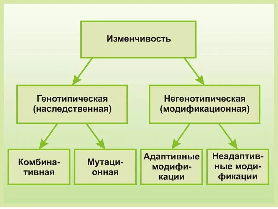 закономерности изменчивости наследственная и ненаследственная. наследственная изменчивость мутации. наследственная изменчивость характеризуется закономерностью. типы наследственной изменчивости 9 класс биология. схема типы наследственной изменчивости.