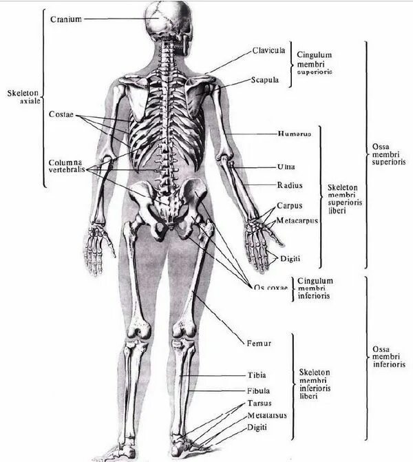 Скелет человека с названием костей и отделами. Отдел скелета название костей. Латинские названия костей. Скелет человека с названием костей на русском и латинском. Человек латинское название