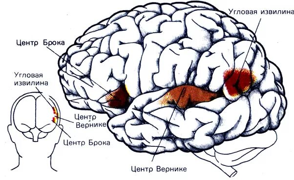 Извилины мозга центры. Центры Брока и Вернике в головном мозге. Мозг центр Брока и Вернике. Схема центра Брока и Вернике. Левая прецентральная извилина зона Брока.
