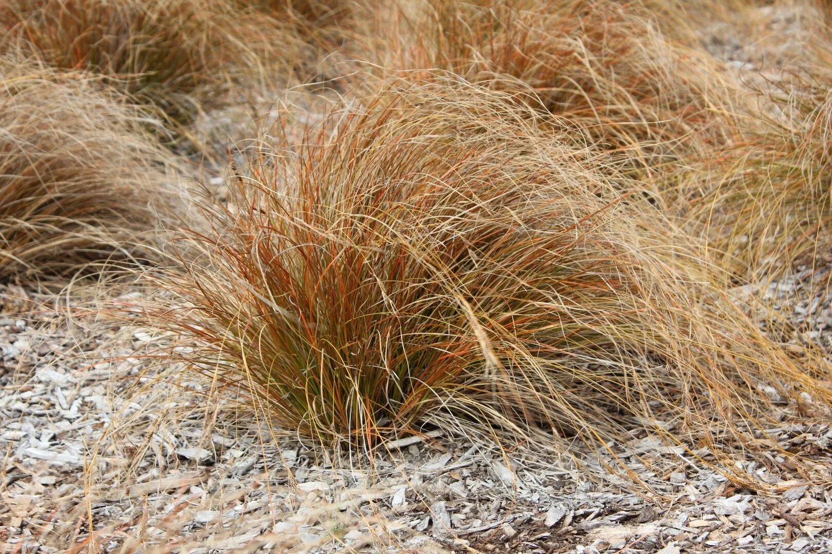 Трава бородач. Бородач виргинский (andropogon virginicus). Трава бородач. Спинифекс в австралии. Бородач жерарди.