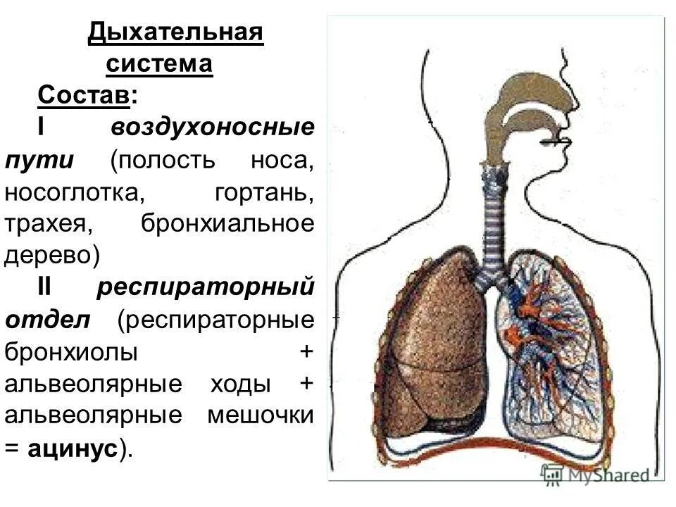 Трахея анатомия латынь. Воздухоносные пути. Воздухоносные пути. Строение респираторного отдела легкого. Строение респираторного отдела легкого гистология.