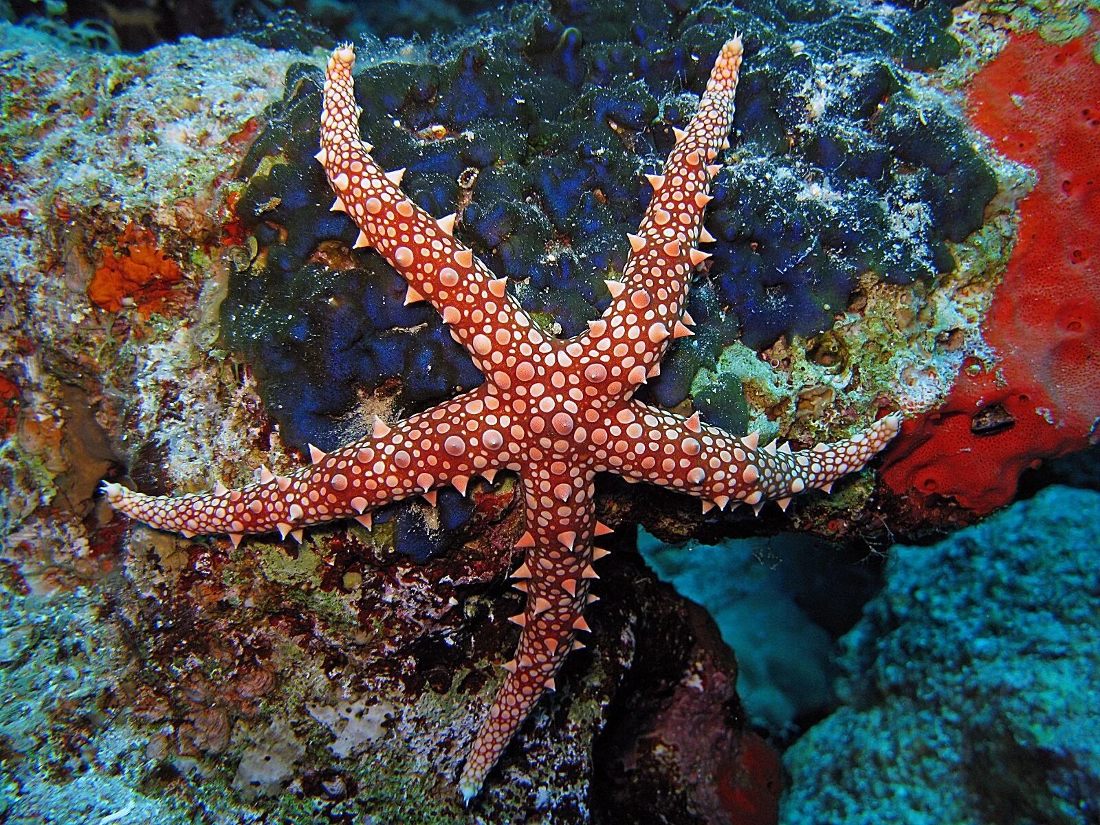 Starfish Египет. Морская звезда. Морские звезды японского моря. Обитатели японского моря.