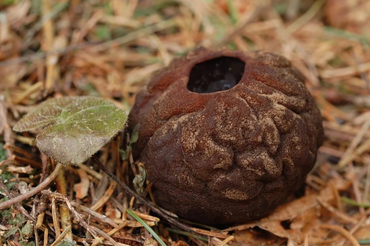 Саркосома шаровидная Sarcosoma globosum. Гриб Саркосома. Молодильный гриб Саркосома. Молодильные грибы Саркосома шаровидная. Гриб саркосома шаровидная лечебные