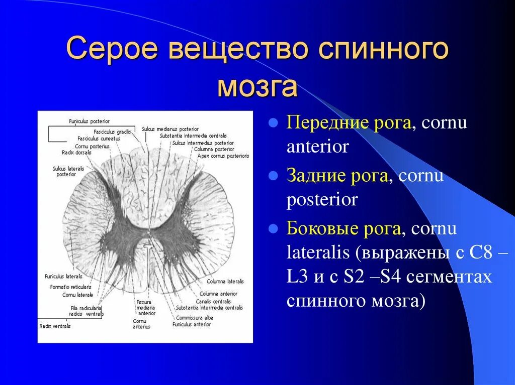 Задний рог серого вещества спинного мозга. Передние задние и боковые рога спинного мозга. Строение и функции белого и серого вещества спинного мозга. Ядра Рогов спинного мозга анатомия. Рога серого вещества спинного мозга.