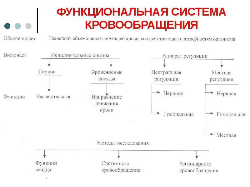 Схема функциональной системы кровообращения. Схема функциональной системы кровообращения физиология. Кровообращение как компонент различных функциональных систем. Методы исследования нагнетательной функции сердца. Основные функции кровообращения