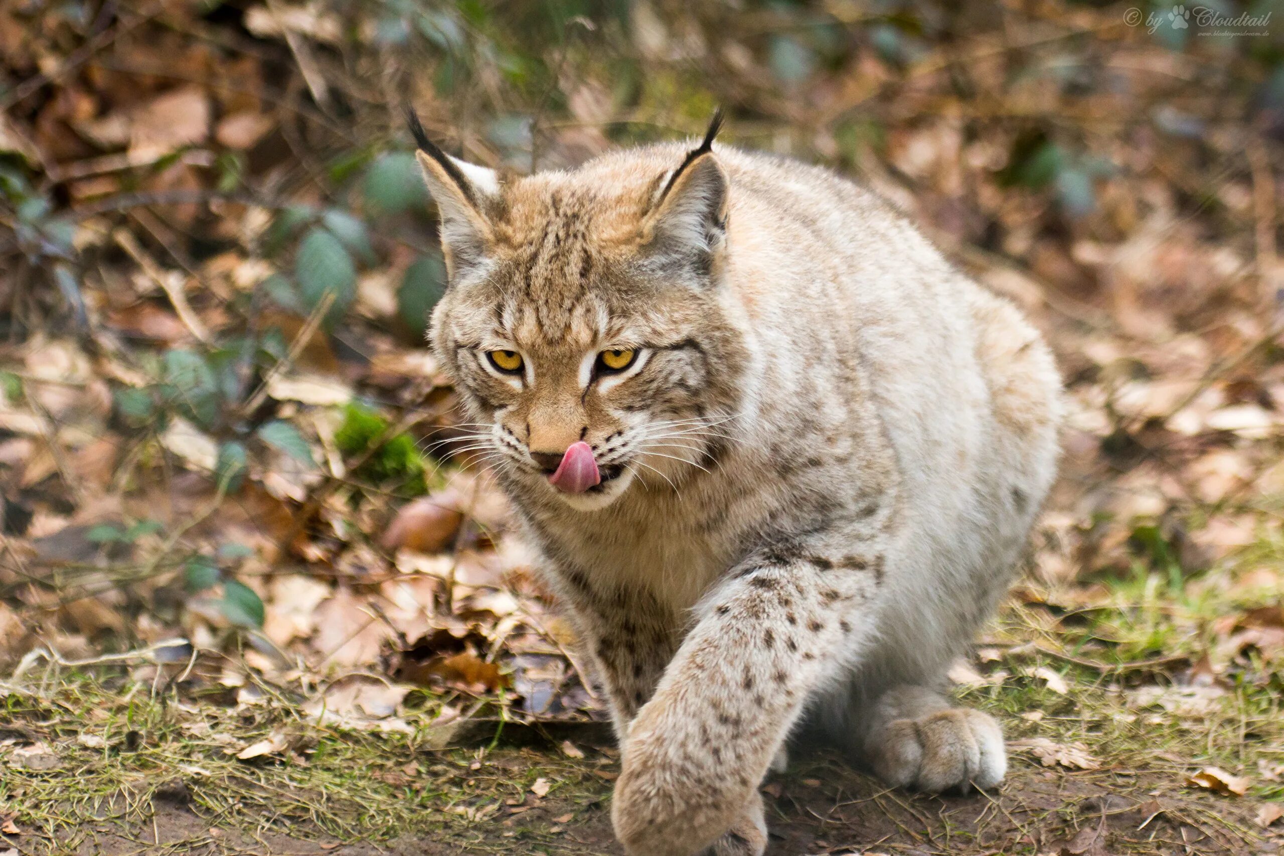 Владимирская рысь. Обыкновенная Рысь. Lynx Lynx. Рысь фото. Рысь летом.