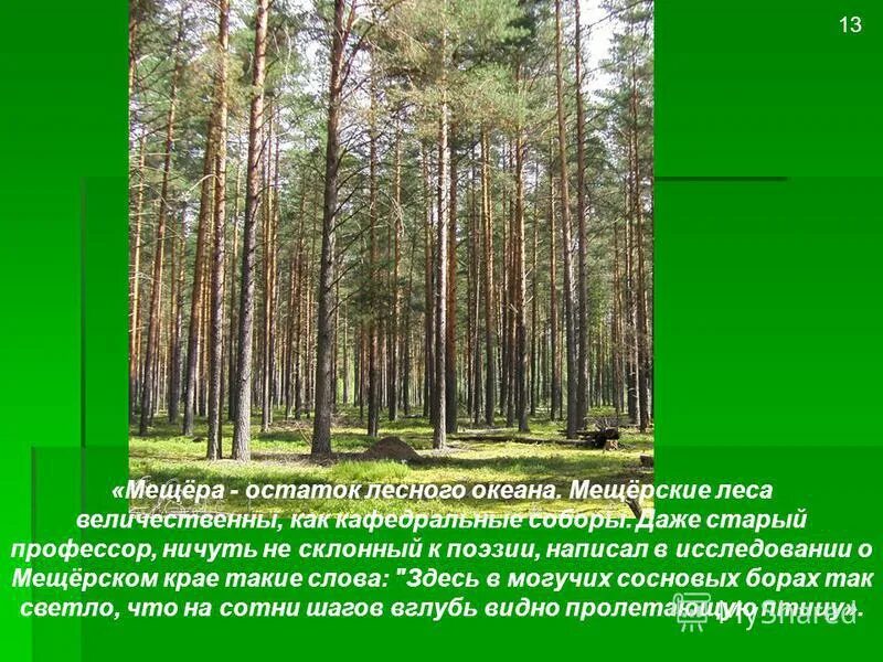 Мещера остаток лесного. Мещерские леса. Мещёрские леса величественны как кафедральные соборы. Мещера остаток лесного океана даже старый. Мещера остаток лесного океана.