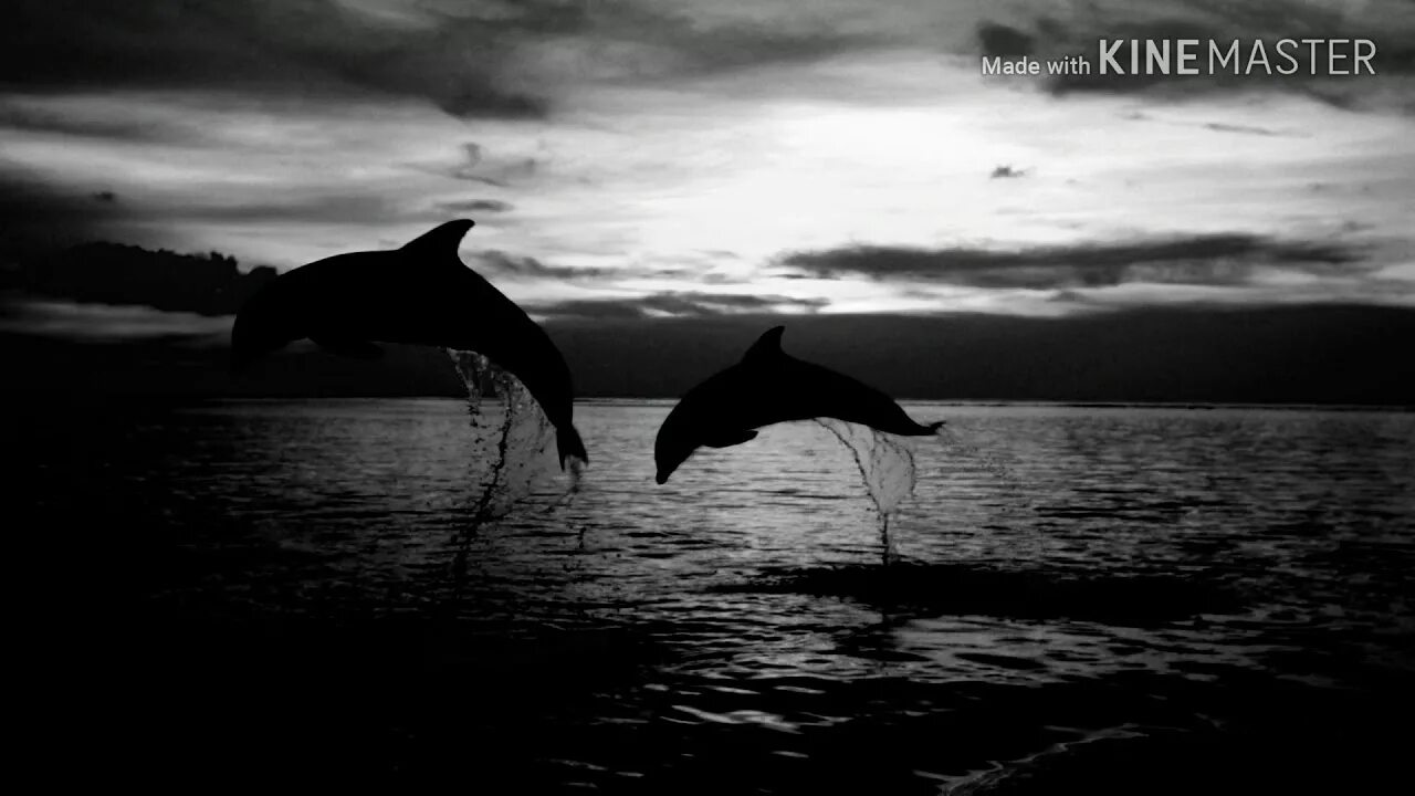 Песни про черных дельфинов. Черны1 Дельфин. Черный Дельфин. Черный Дельфин арт. Черный Дельфин обои.