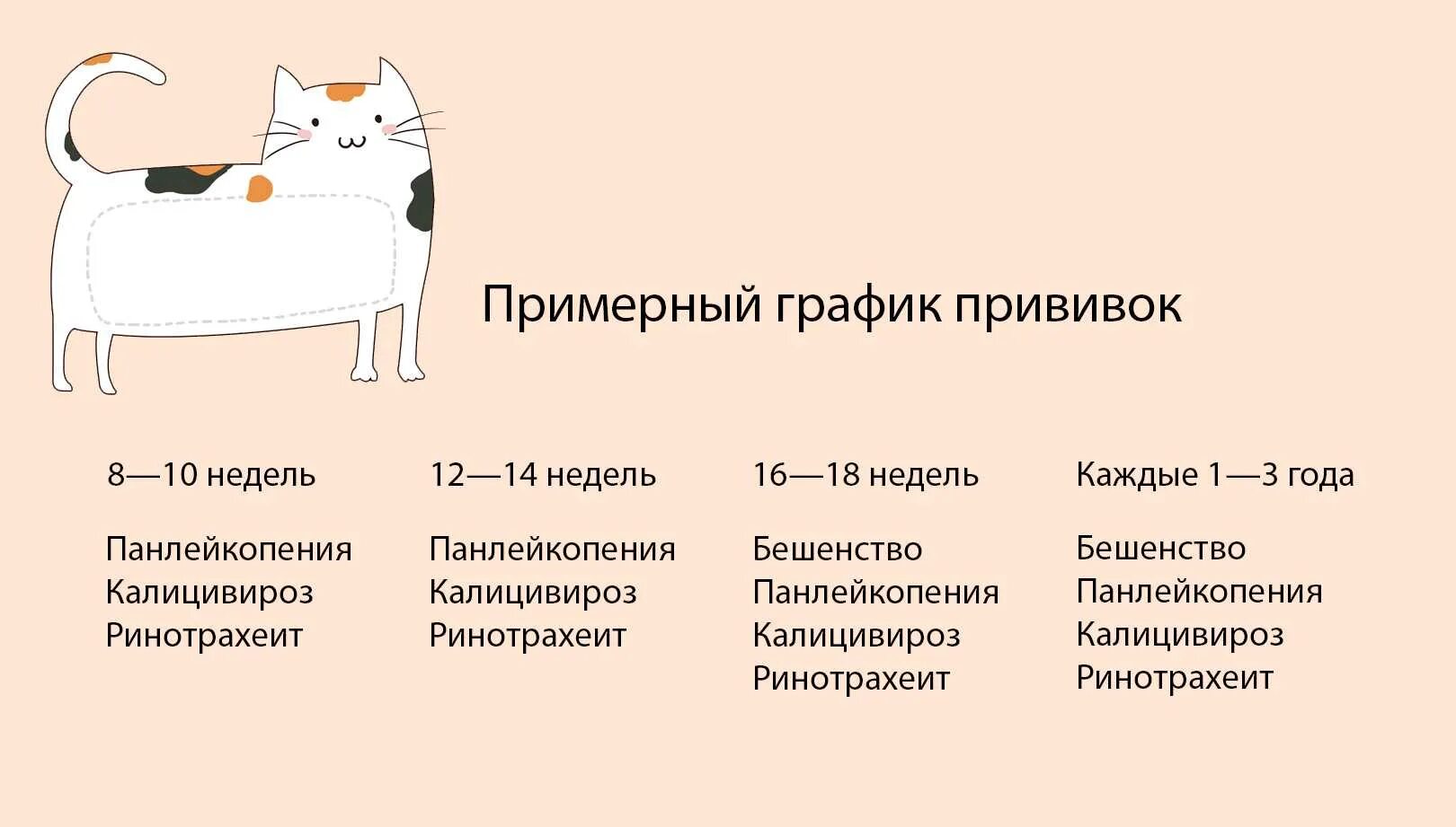 Можно ли котятам в 2 месяца. Какие прививки делают котятам в 2 месяца. какие прививки делают котам в 1 год. какие прививки необходимы котенку в 2 месяца. какие прививки обязательны для кошек.