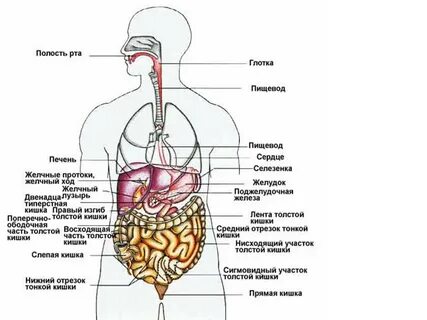 Расположение органов человека