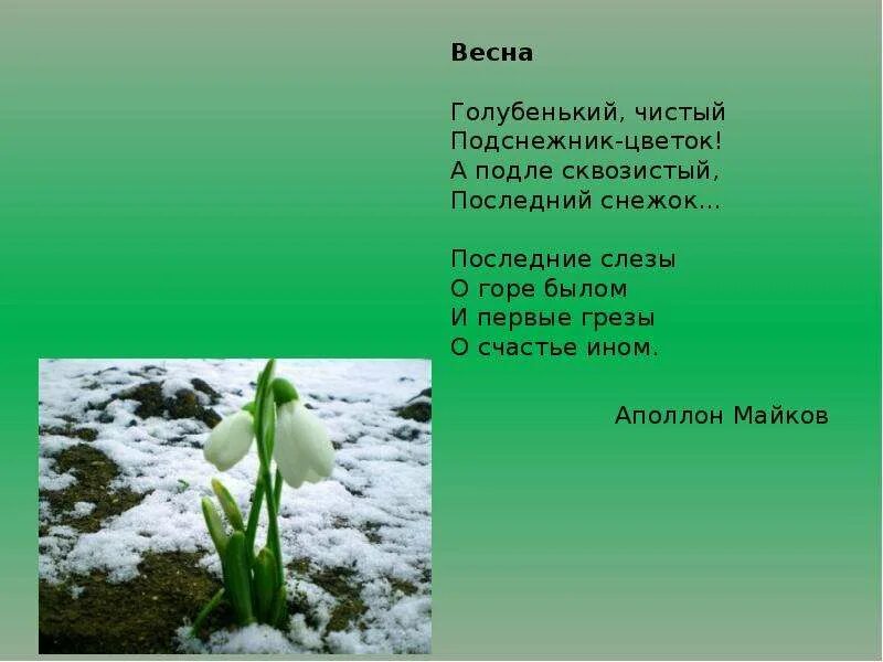 Аполлон Майков голубенький чистый Подснежник цветок. Стих про весну. Маленький стих про весну. Небольшой стих про весну.