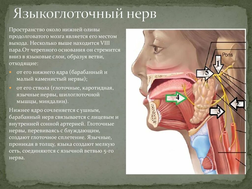 Нерв глотки. Миндаликовая ветвь языкоглоточного нерва. Топография языкоглоточного нерва. Каротидная ветвь языкоглоточного нерва. Нарушения иннервации языкоглоточного нерва.