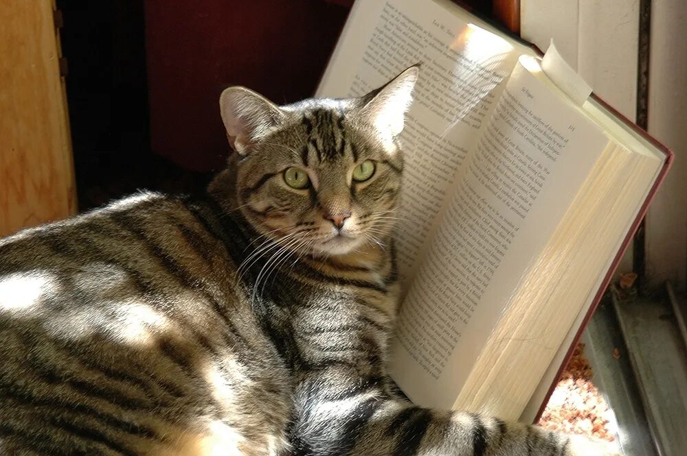 Не умные коты