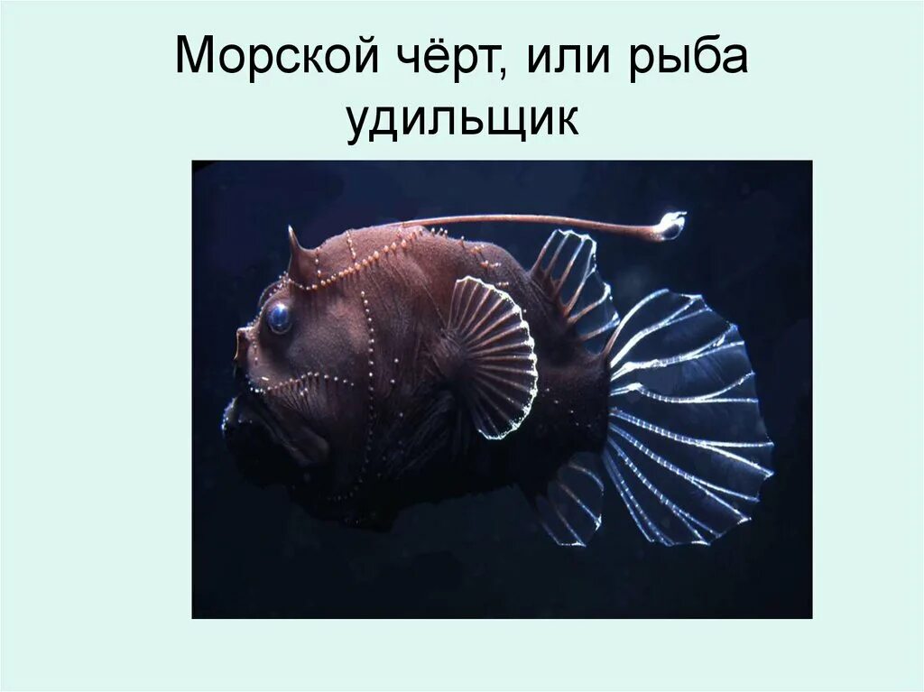 Сравните условия обитания рыб удильщика и акулы. Морской черт глубоководный удильщик. рыба удильщик. морской чёрт удильщик. европейский удильщик.