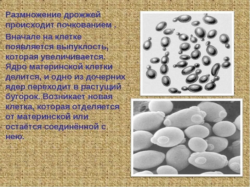 Размножение дрожжевой клетки. Почкование дрожжей под микроскопом. Дрожжи грибы почкование. Размножение дрожжей. Дрожжи живут там где есть сахаристые