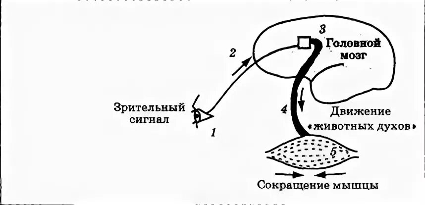 Р рефлекс. Схема рефлекса по Декарту. Схема рефлекса Декарта. Рене Декарт рефлекторная дуга. Декарт схема рефлекторной дуги.