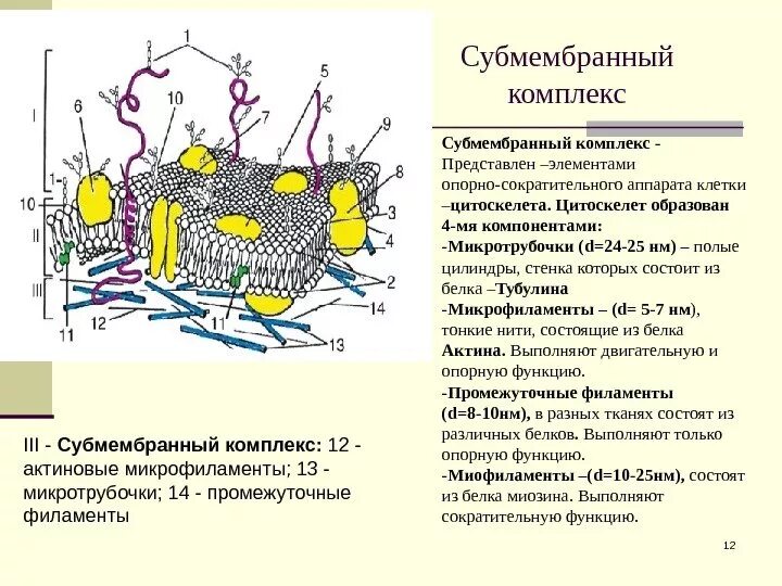 Строение плазмолеммы гистология. Схема плазмолеммы гистология. Структура плазмолеммы гистология. Гликокаликс мембрана и субмембранный комплекс. Эукариотическая клетка плазматическая мембрана