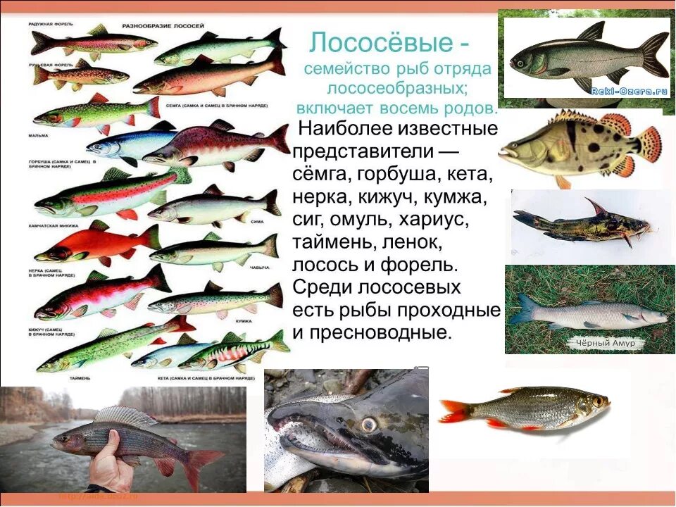 Какие рыбы лососевые. Семейство лососевых рыб список. Рыбы семейства лососевых названия. Классификация лососеобразных рыб. Название красных рыб семейства лососевых.