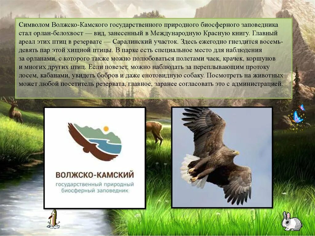 Какой зверь является национальным символом. Государственный Волжско-Камский биосферный заповедник. Волжско-Камский заповедник Татарстана. Волжско Камский природный заповедник. Волжско-Камский заповедник Орлан-белохвост.