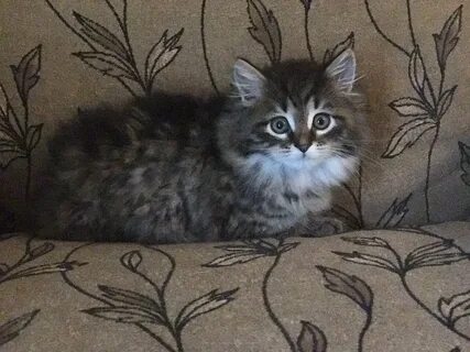 Вес сибирских котят
