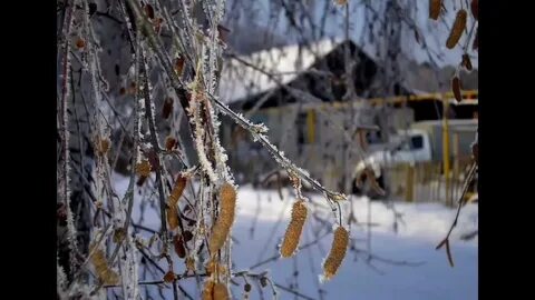Белая береза сережки