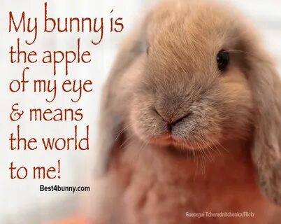 Absolutely! www.best4bunny.com Bunny Quotes, Lol, Good Things, Rabbits, Ani...