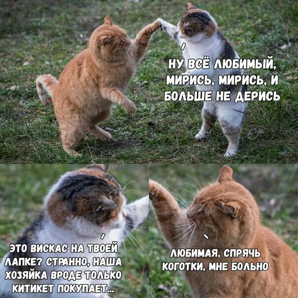 Как получить достижение любишь браниться умей помириться. Мирись и больше не дерись. котики помирились. помириться с подругой смешные. примирение мем.