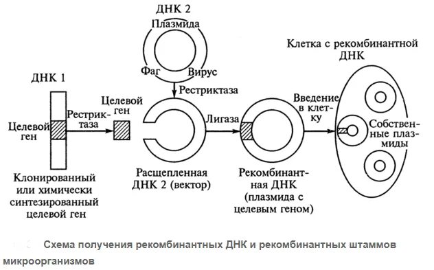 Плазмиды биотехнология. Метод рекомбинантных ДНК схема. Схема получения рекомбинантной ДНК. Метод рекомбинантных ДНК этапы. Клонирование бактерий схема.