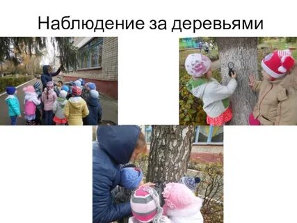 Наблюдение за деревьями цель