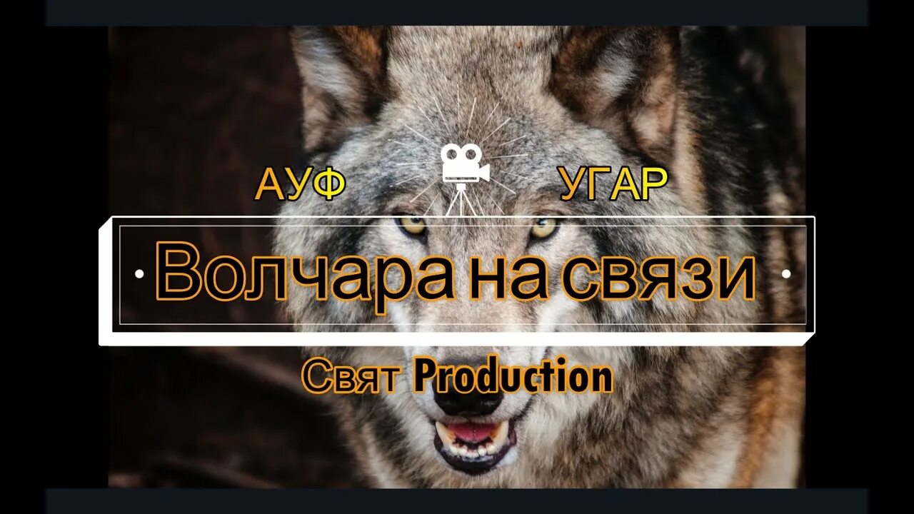 Шерстяной волчара мем. Шерстяной волчара. Смешной волк. Животные волк. Красивая морда волка.