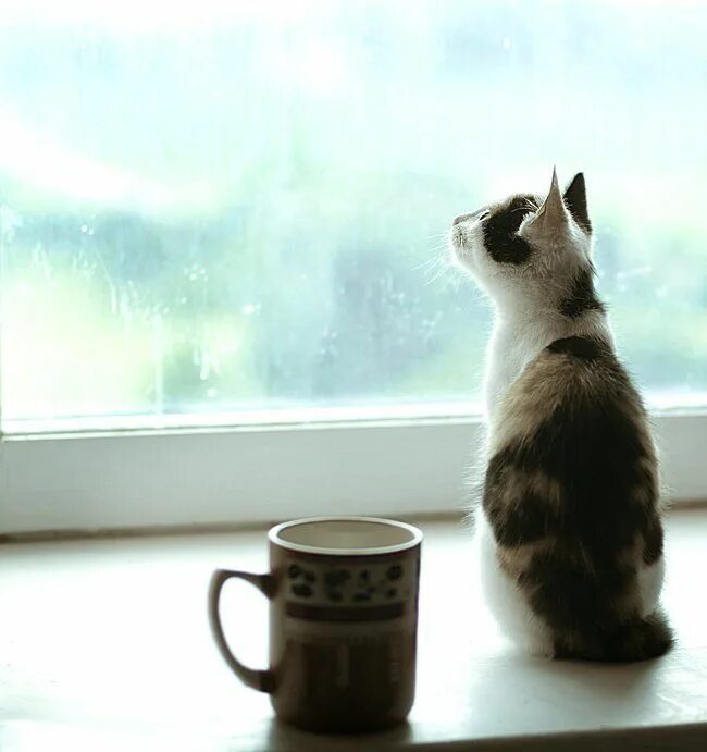 Мечтающая кошка. Кот на окне. Кошка на окошке фото. Доброе утро кошки на окошке. Котик смотрит в окно.