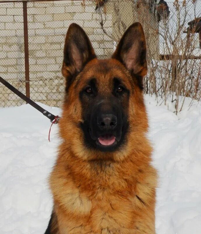 овчарка длинношерстная сибирская. немецкая овчарка гуччи. сибирская овчарка. немецкая овчарка марвил юнион лукас. гарафийская овчарка.