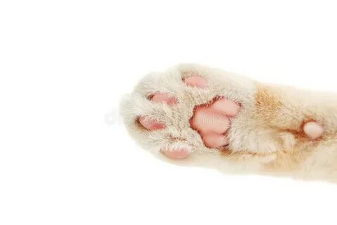 Лапа кота на белом фоне