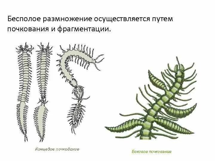 Вегетативное размножение фрагментация. Черви размножаются почкованием. Фрагментация размножение растений. Вегетативное размножение почкование фрагментация. Размножаться и е