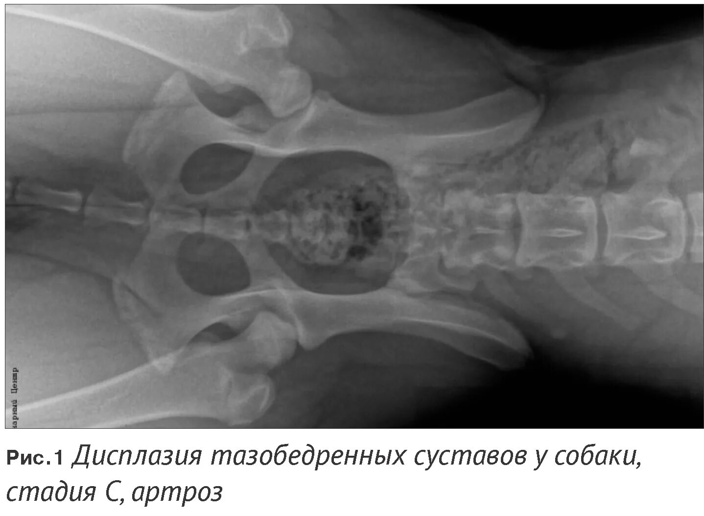 Дисплазия суставов у собак лечение. Дисплазия тазобедренных суставов у собак. Снимки дисплазии тазобедренных суставов у собак. Рентген дисплазии тазобедренных суставов у собак норма. Снимок дисплазии тазобедренных суставов у собак.