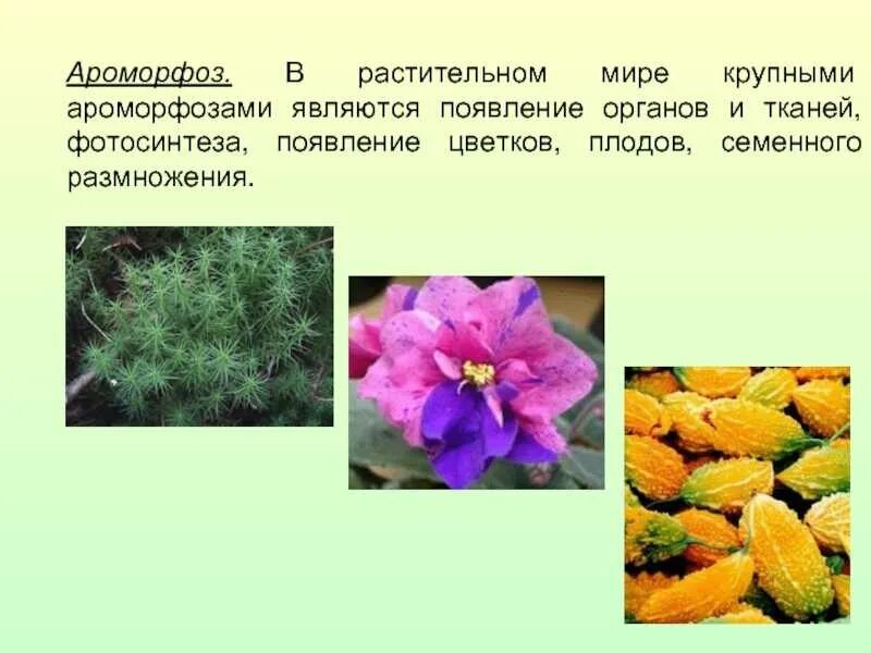 К примерам ароморфозов растений относят Примерами ароморфозов у растений являются