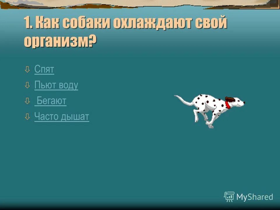 Как часто дышит собака. Как часто дышит собака