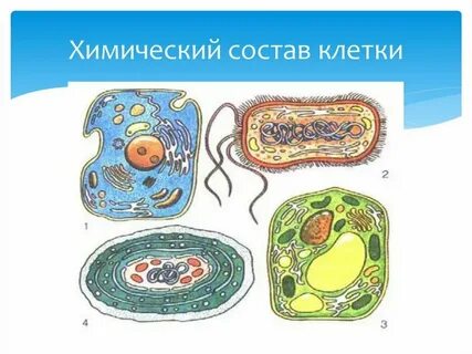 Строение клетки свойства живых организмов