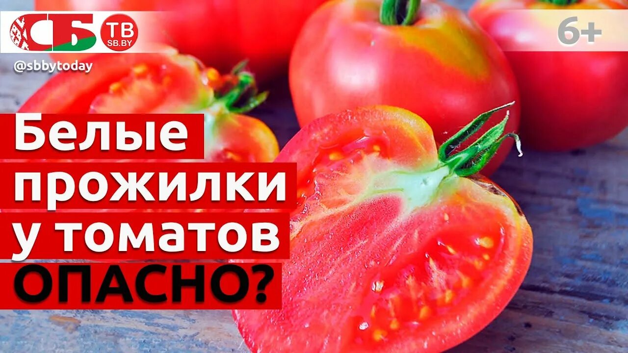 Почему помидоры внутри белые. Помидоры с белыми прожилками. томаты с белыми прожилками. жесткий помидор. томаты с белыми прожилками внутри.