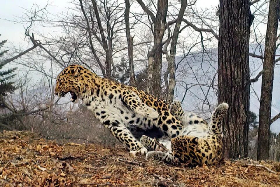 Леопард в приморье. Леопард в приморье