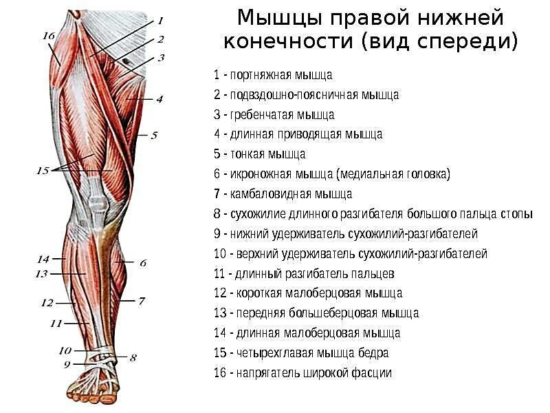 Системе быстро приводящий к