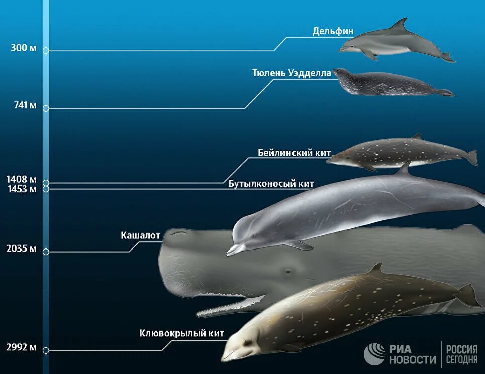 Китообразные представители. Отряд китообразные (Cetacea). Киты таблица. Подвиды китов.