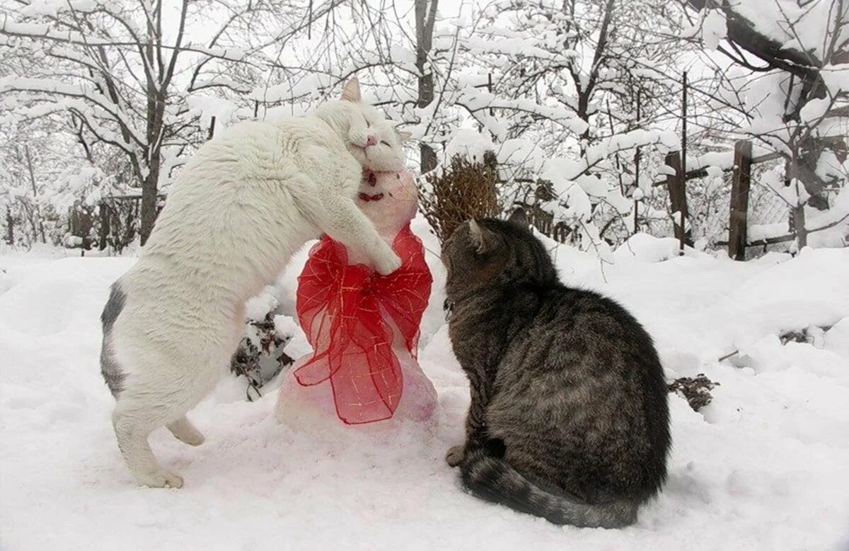 Жду васю. Эх вася вася любовь и голуби. Вася vtv. Котик понедельник. Вася ложкин календарь 2022.