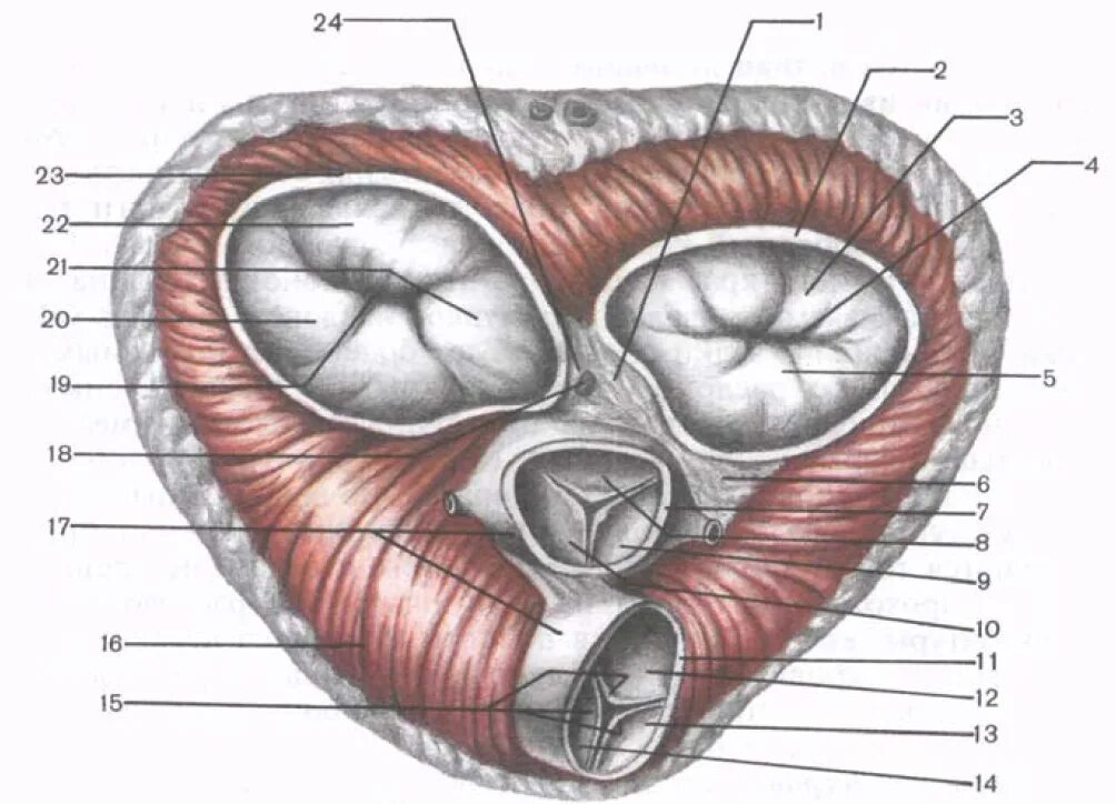 Фиброзный скелет сердца и клапаны сердца. Предсердно желудочковый клапан. Строение сердца фиброзное кольцо. Фиброзные кольца клапанов сердца. Клапан правого предсердно желудочкового отверстия
