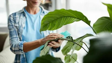 Take care of plants